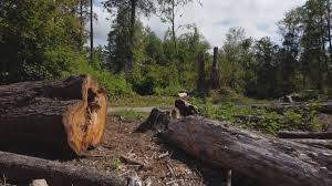 Best Tree Health Inspection  in Hurlburt Field, FL
