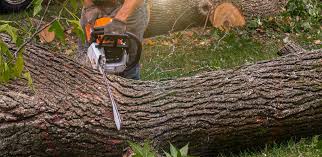 Best Tree Removal  in Hurlburt Field, FL