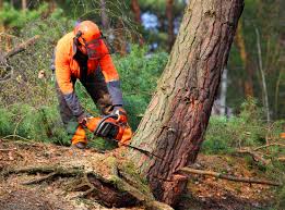 Best Tree Preservation Services  in Hurlburt Field, FL