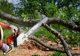 Hurlburt Field, FL Tree Removal Company