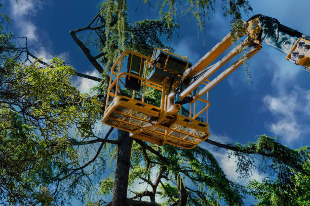 How Our Tree Care Process Works  in  Hurlburt Field, FL